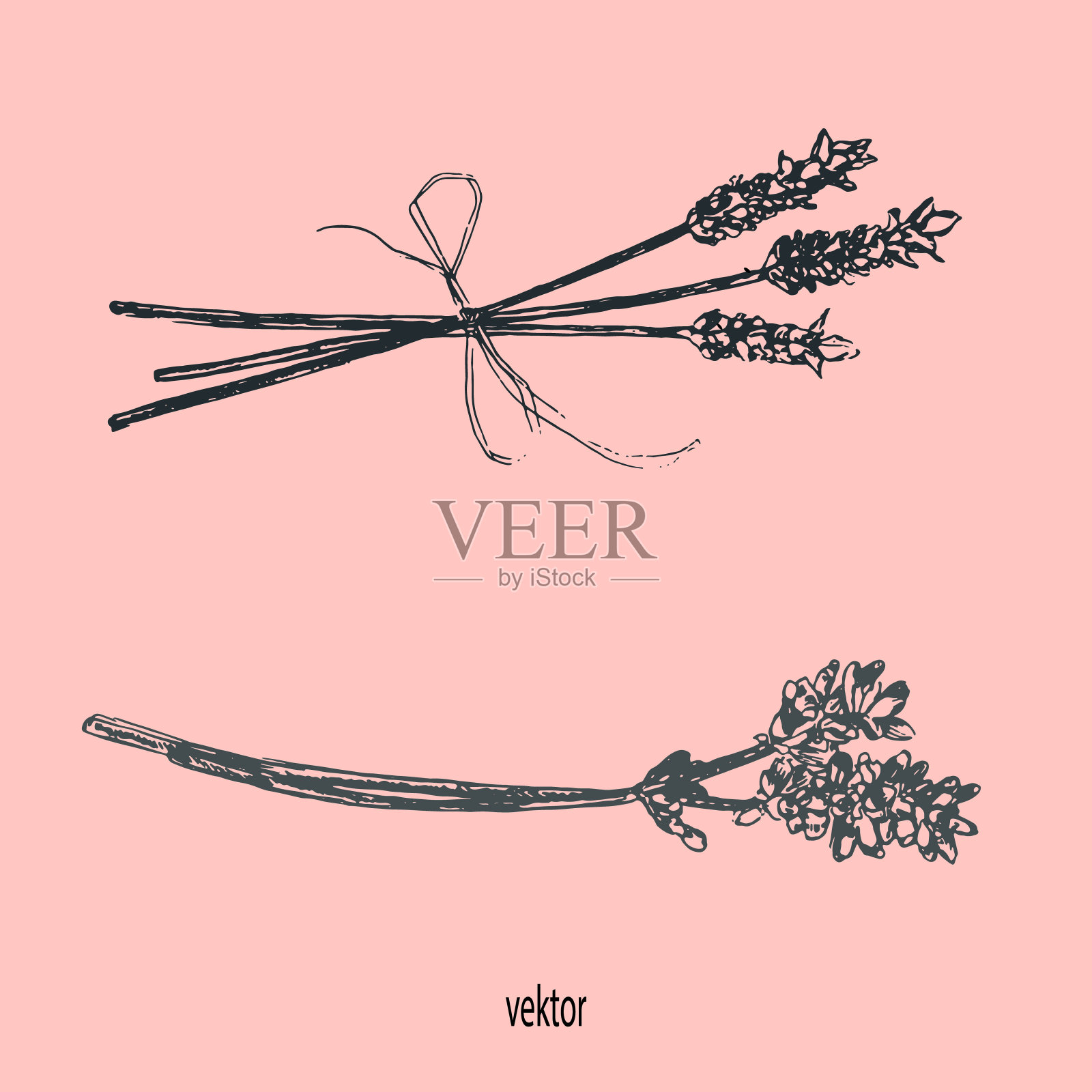 手绘薰衣草花。涂鸦、徒手画、素描插画图片素材