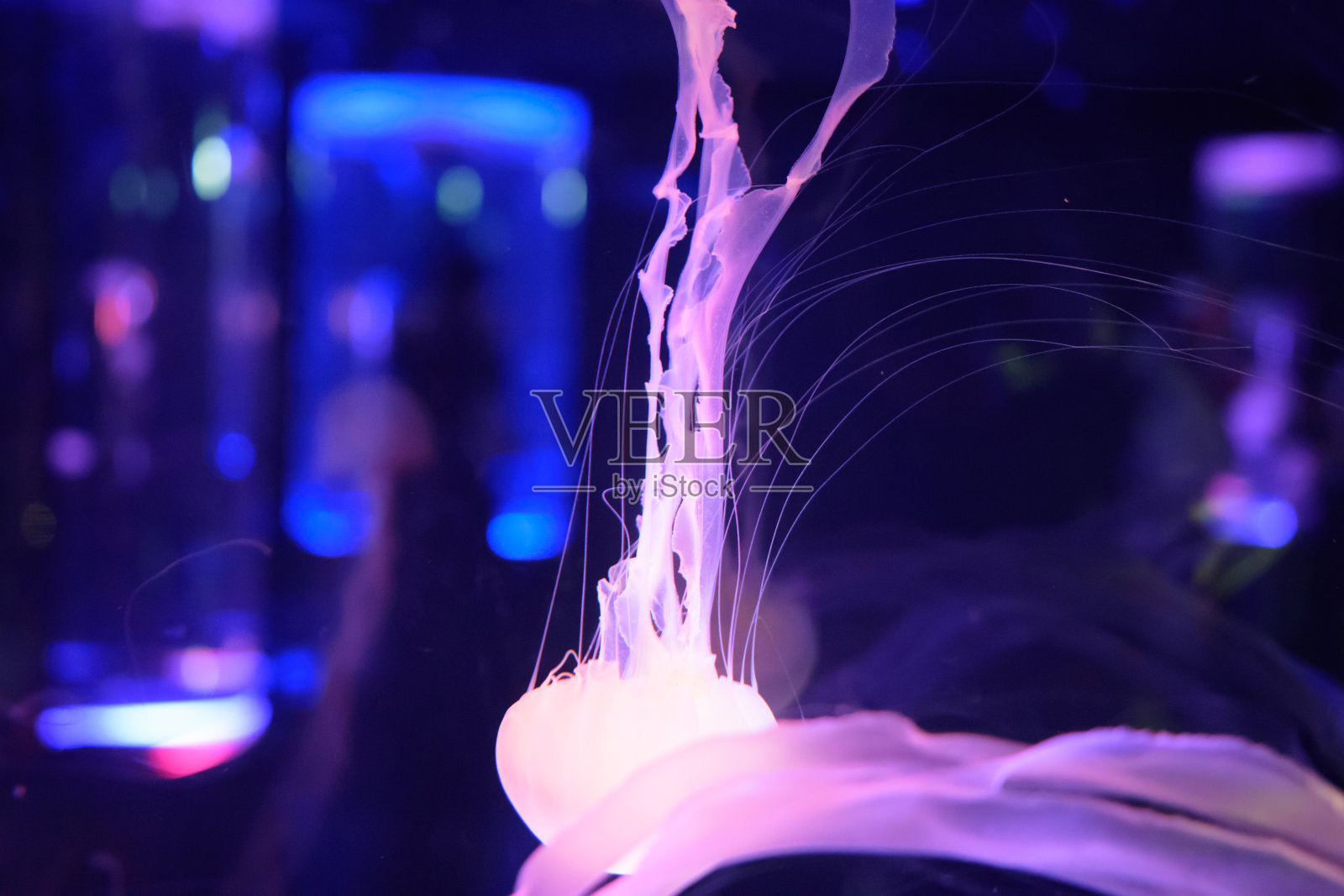 水母照片摄影图片