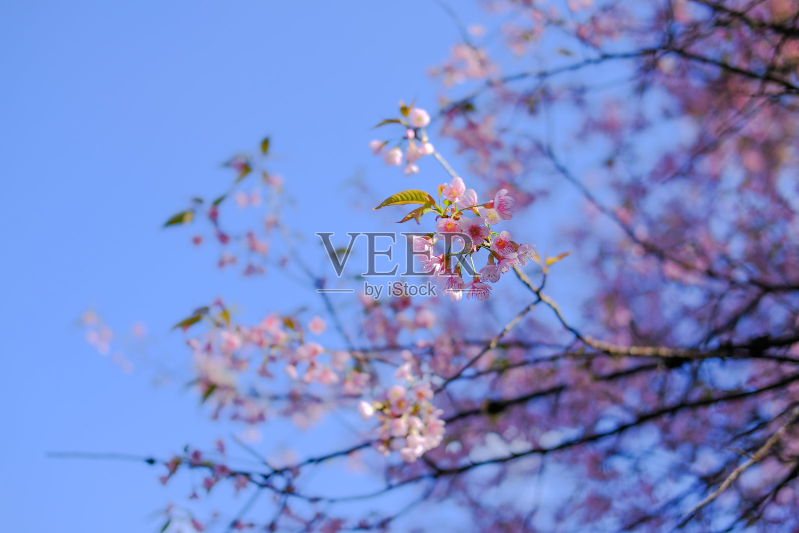 野生喜马拉雅樱花樱花。盛开的粉红植物树照片摄影图片