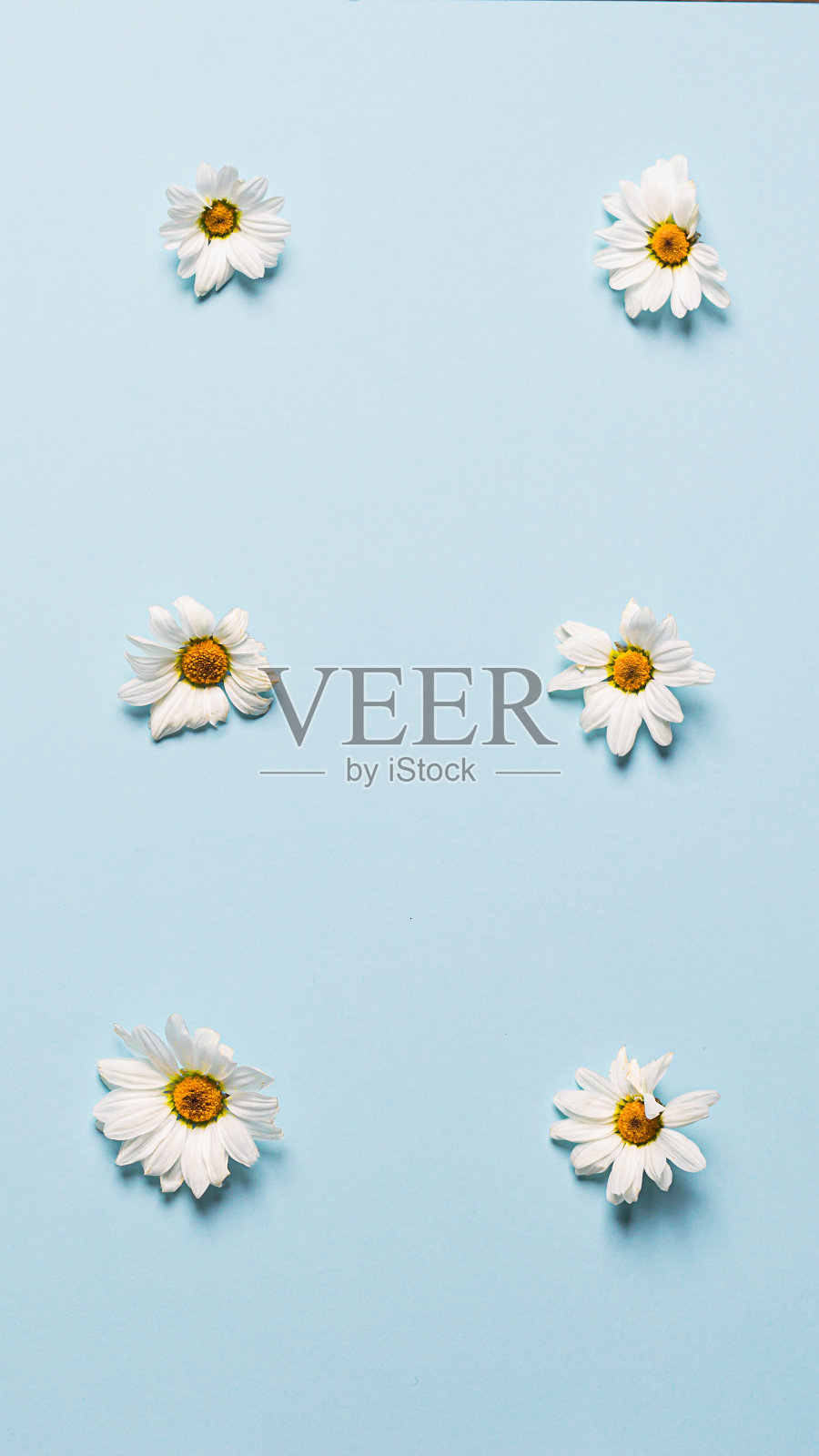 花夏天背景。白色小雏菊花躺在成排的图案蓝色的背景。平铺模板复制空间。照片摄影图片