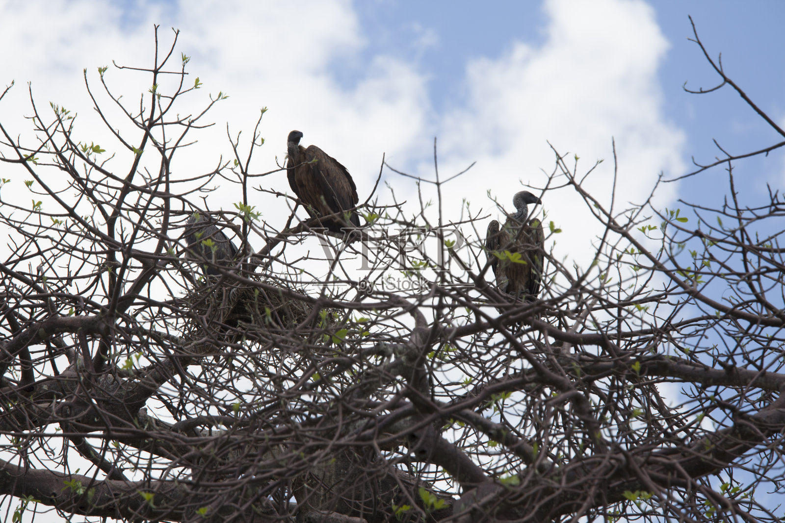 树上有秃鹫照片摄影图片