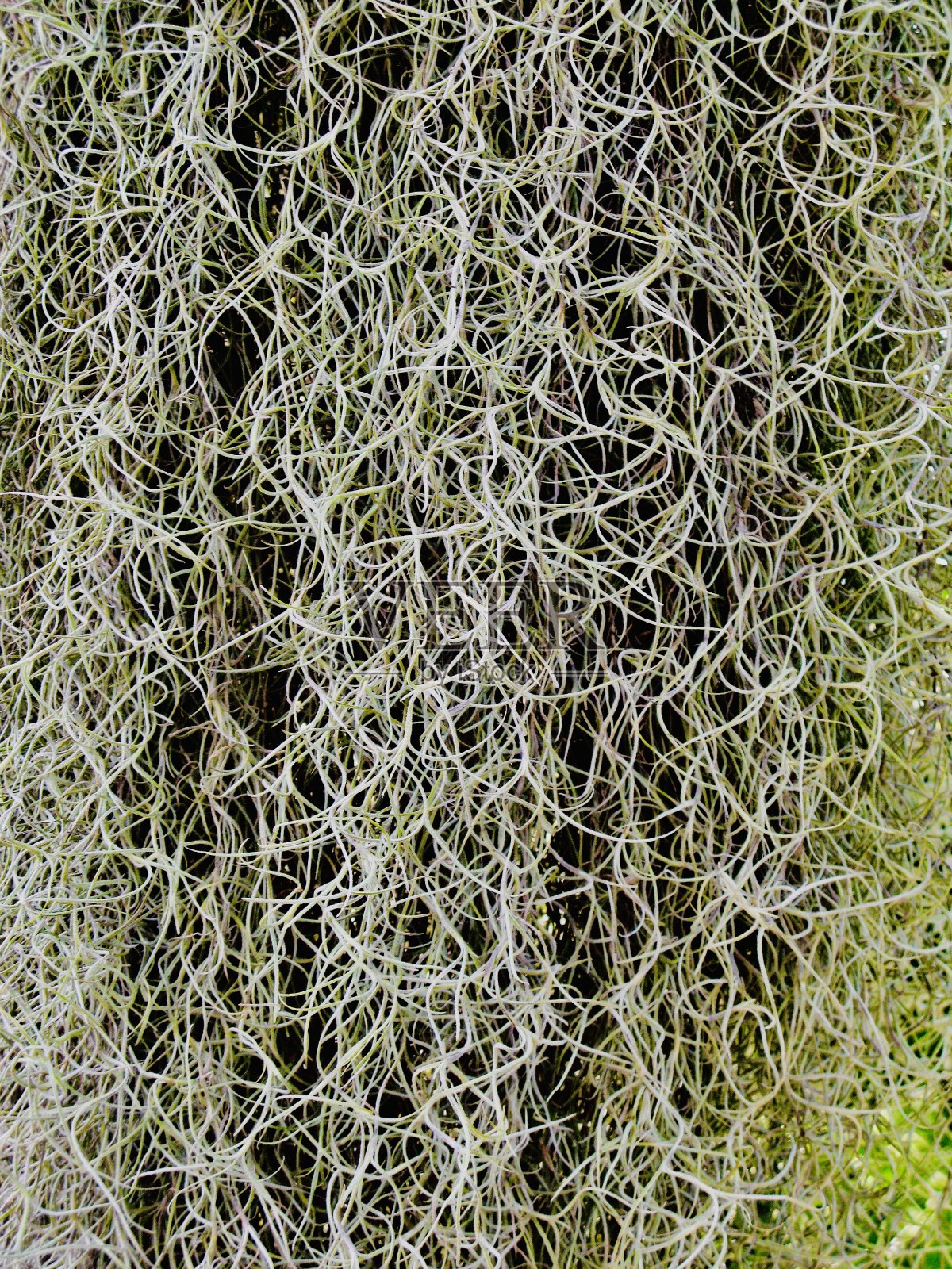 西班牙苔藓植物的气生根照片摄影图片