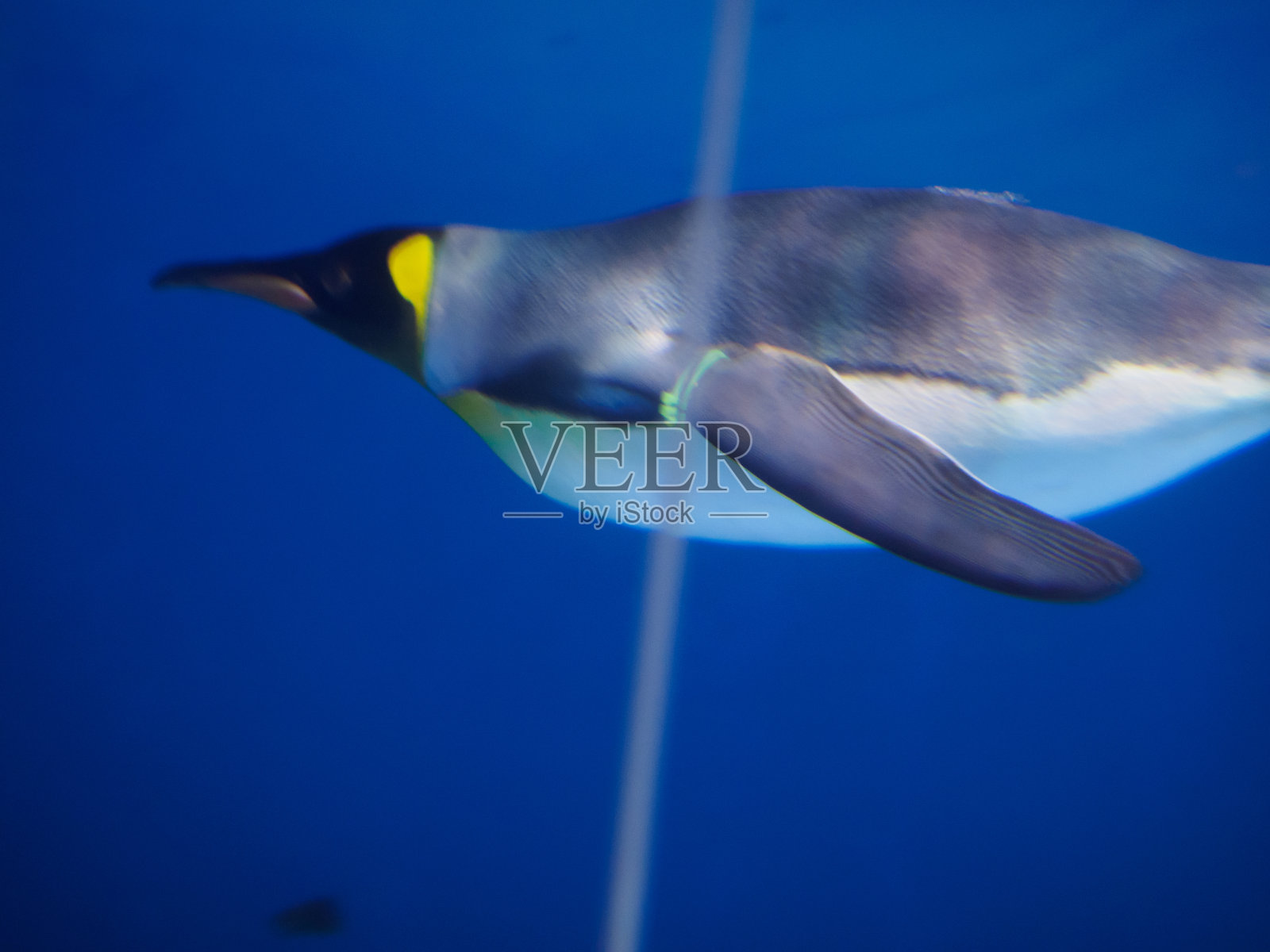 企鹅照片摄影图片