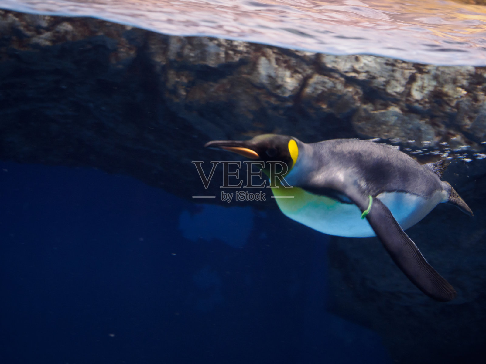 企鹅照片摄影图片