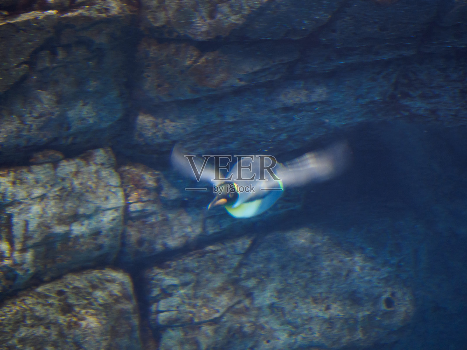 企鹅照片摄影图片