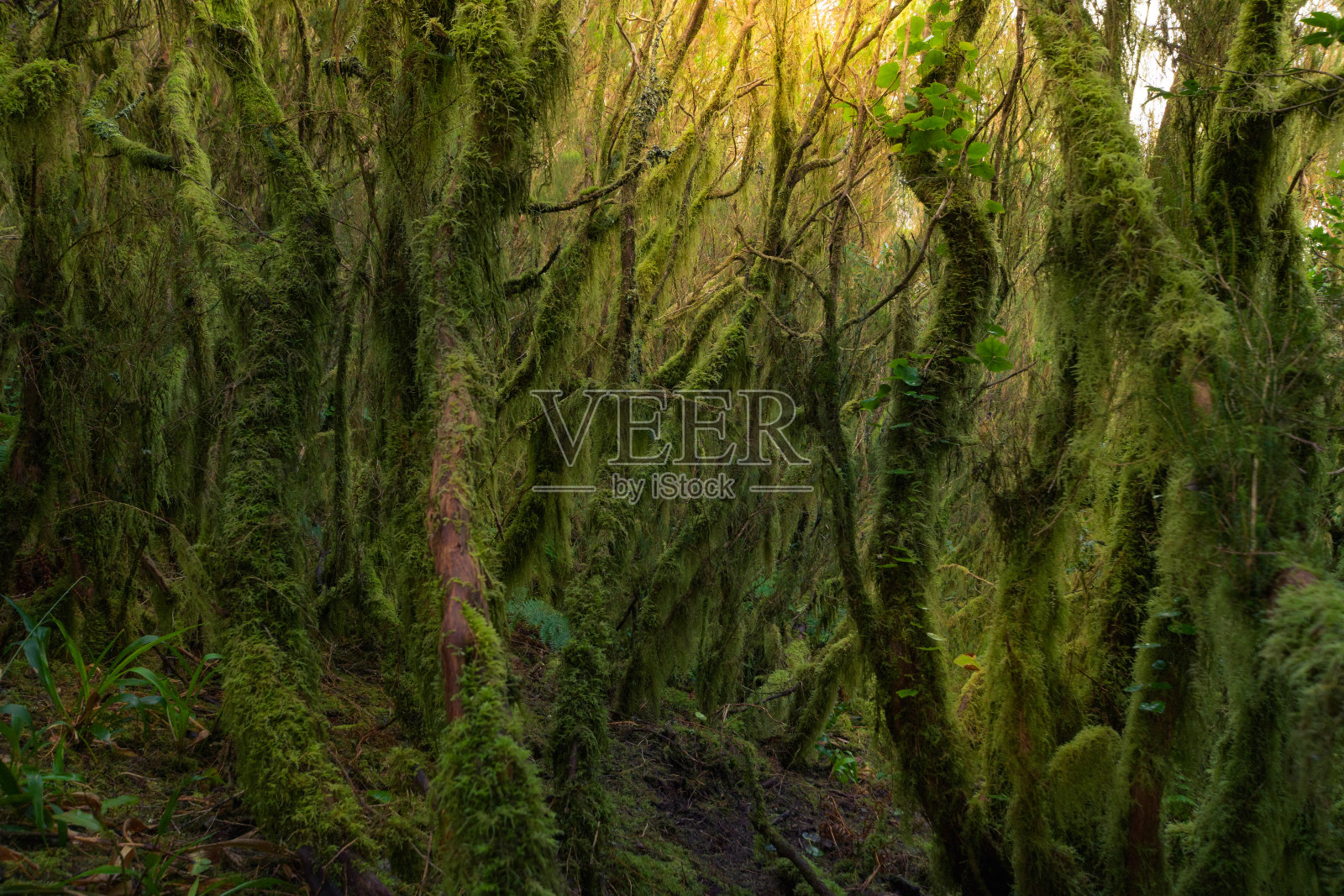 西班牙特内里费加那利群岛阿纳加公园的树木被麝香和植物所覆盖。野生的森林中生长着自然植被。背景阳光。未遭破坏的自然概念。照片摄影图片