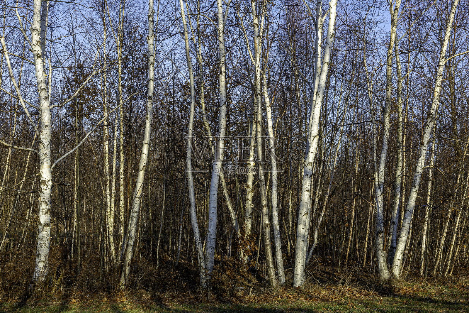 桦树布什照片摄影图片