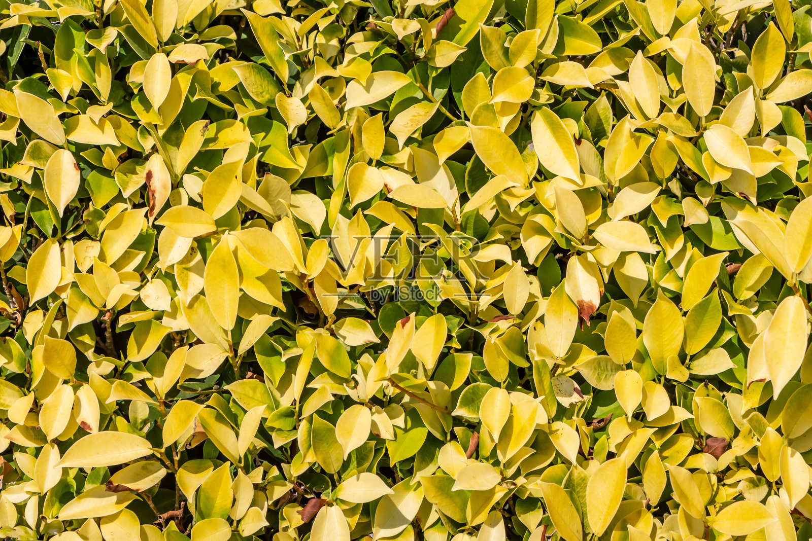 在照片中我们可以看到黄绿相间的无花果树枝和树叶照片摄影图片