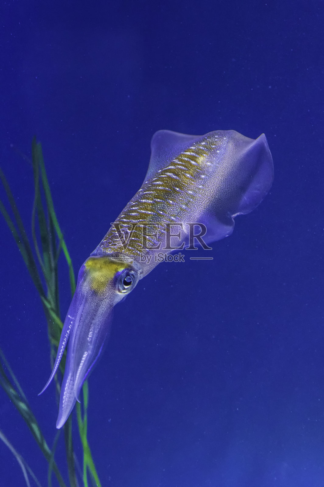 大鳍礁乌贼照片摄影图片