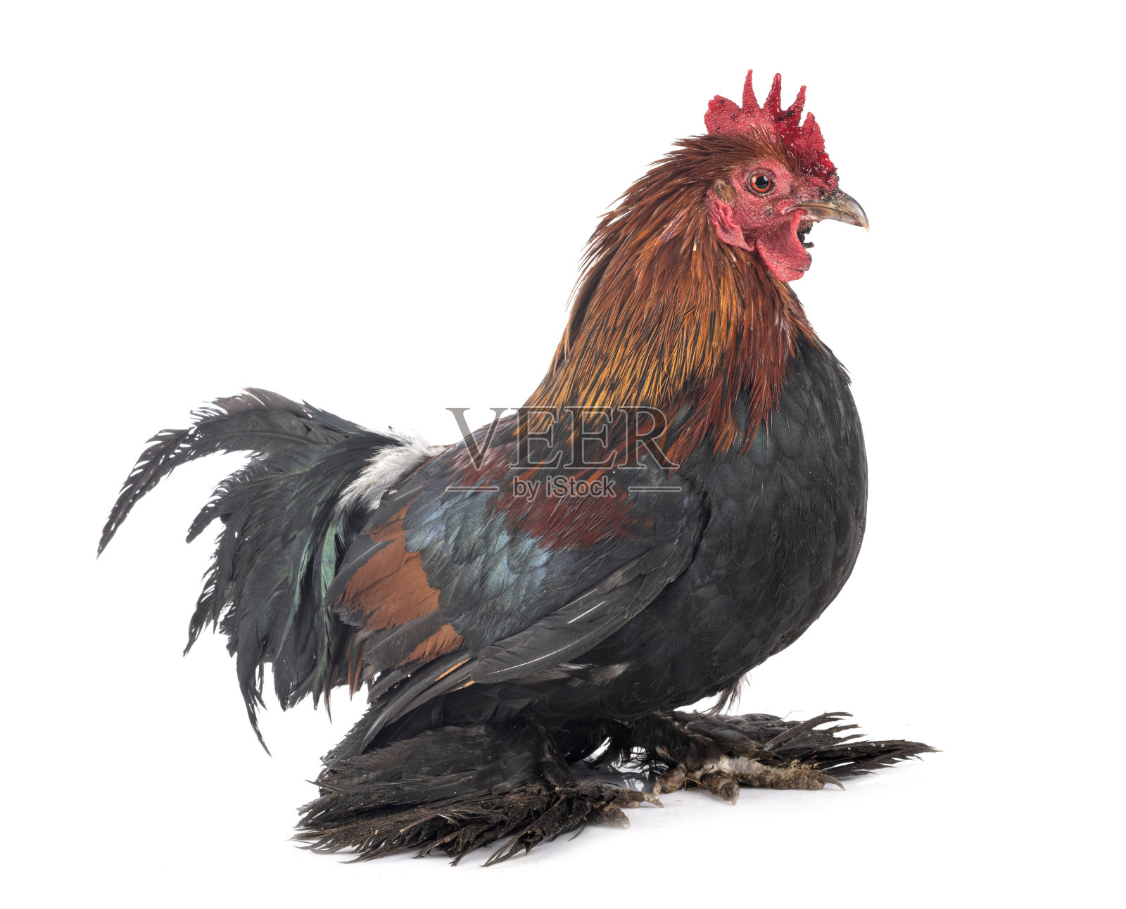 引导矮脚鸡照片摄影图片