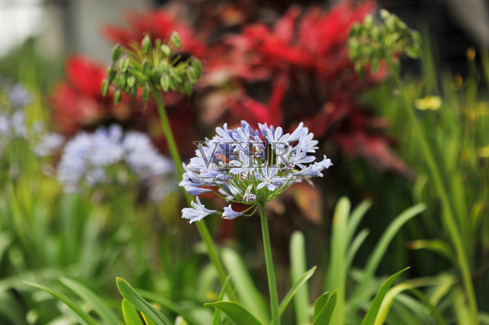 漂亮的花有紫色的蓝洞和花照片摄影图片