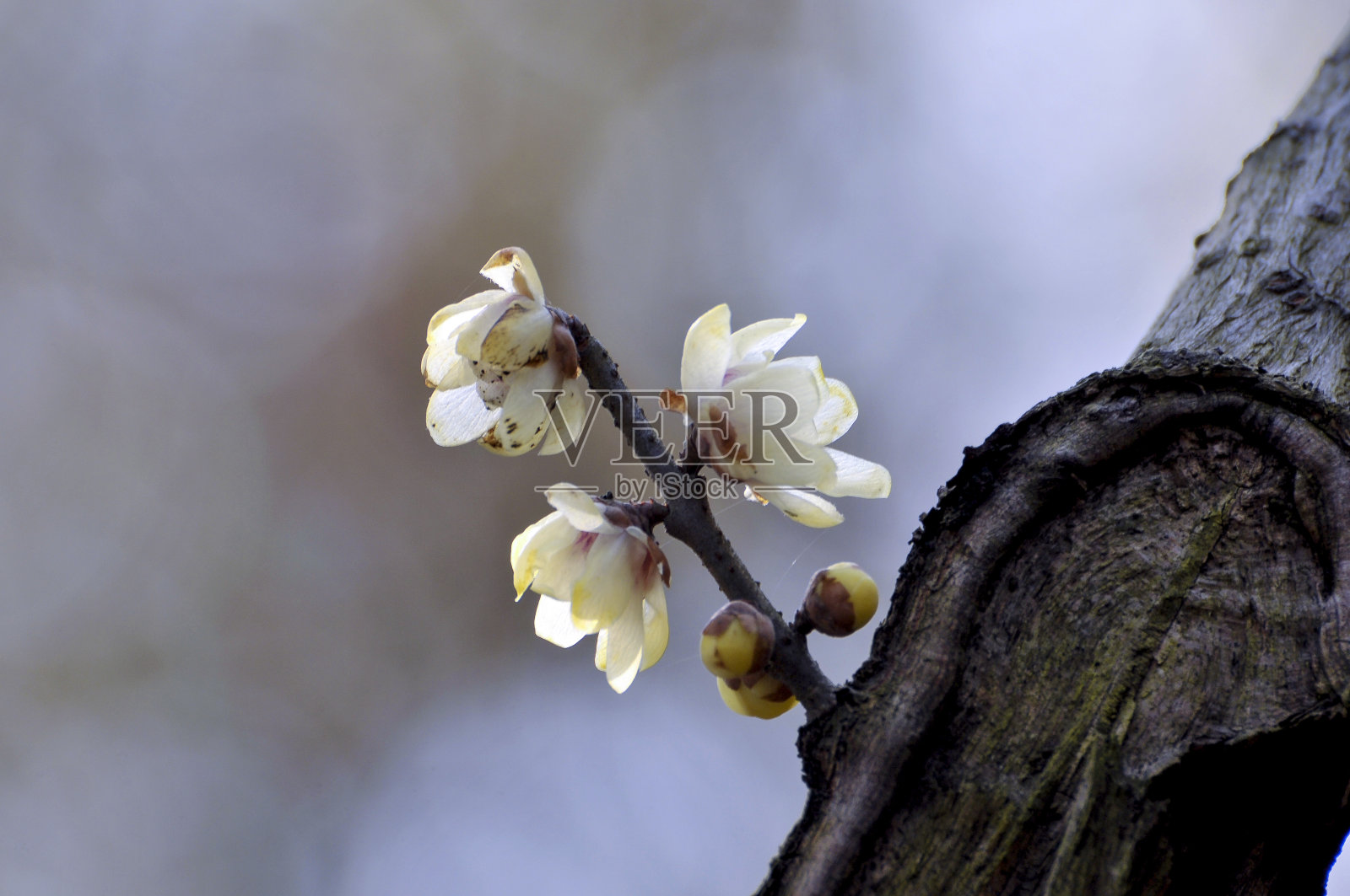 阳光下的蜡梅花照片摄影图片
