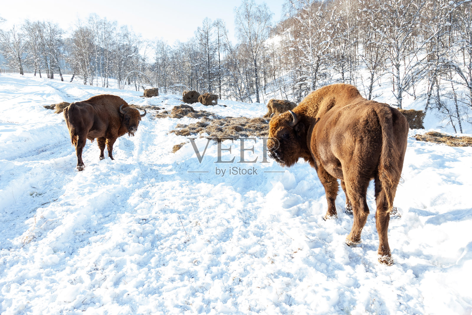 一只大的棕色野牛或华尔街公牛张着嘴站在干草附近的雪地里。一种被列入红皮书的濒危动物。照片摄影图片