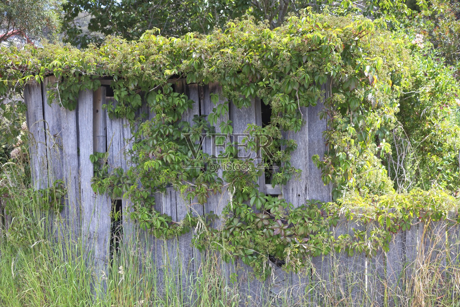 德比的杂草丛生的历史棚屋照片摄影图片