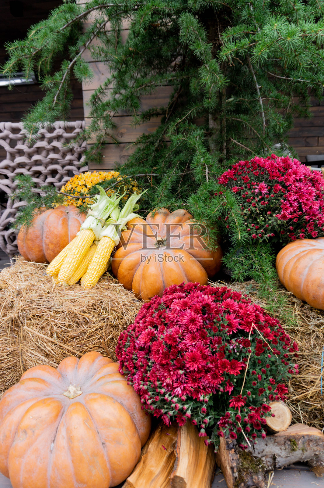秋天的作文用熟南瓜、花、玉米。感恩节的概念。秋收,秋菜。结构设计照片摄影图片
