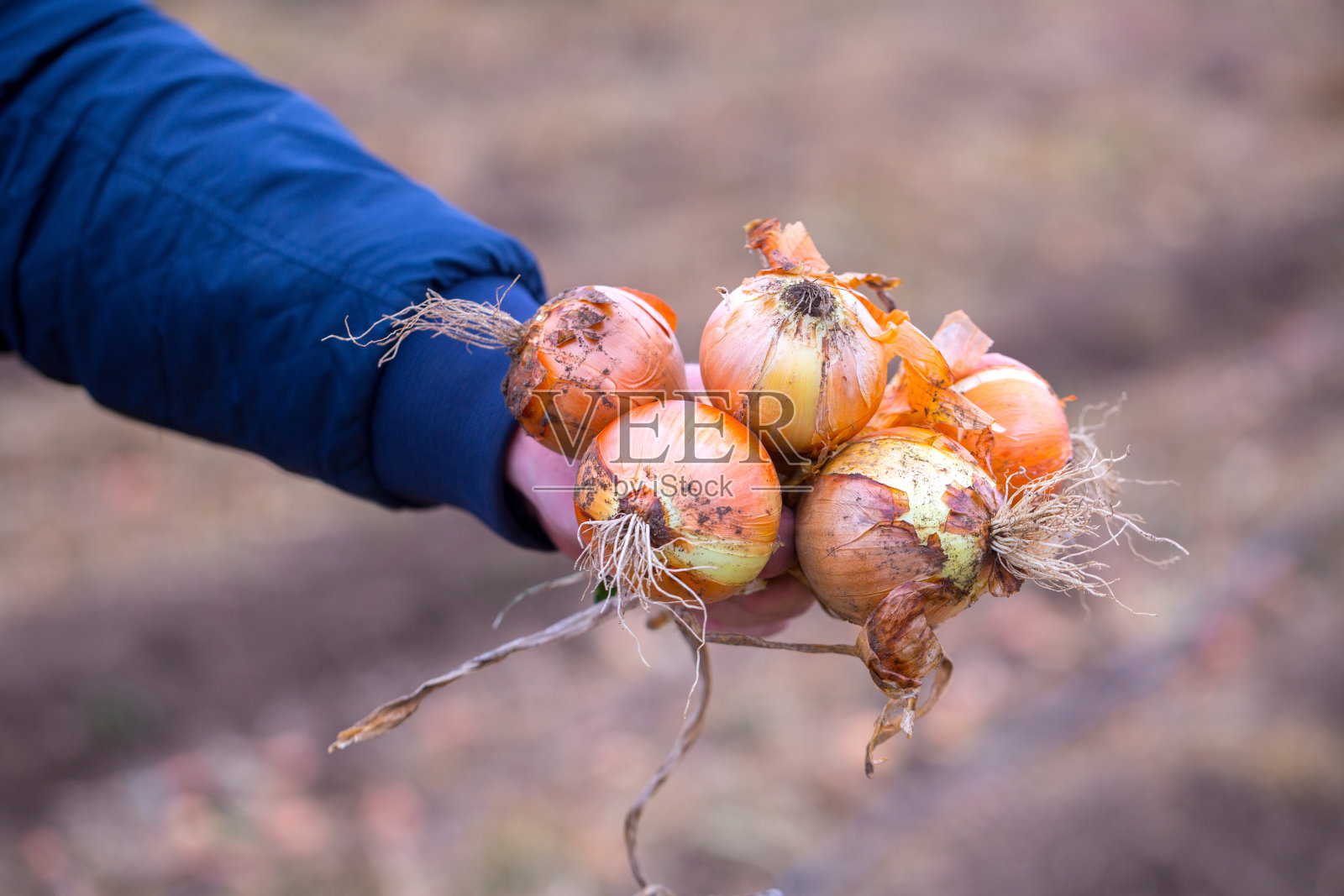 田间农民手持丰收洋葱照片摄影图片