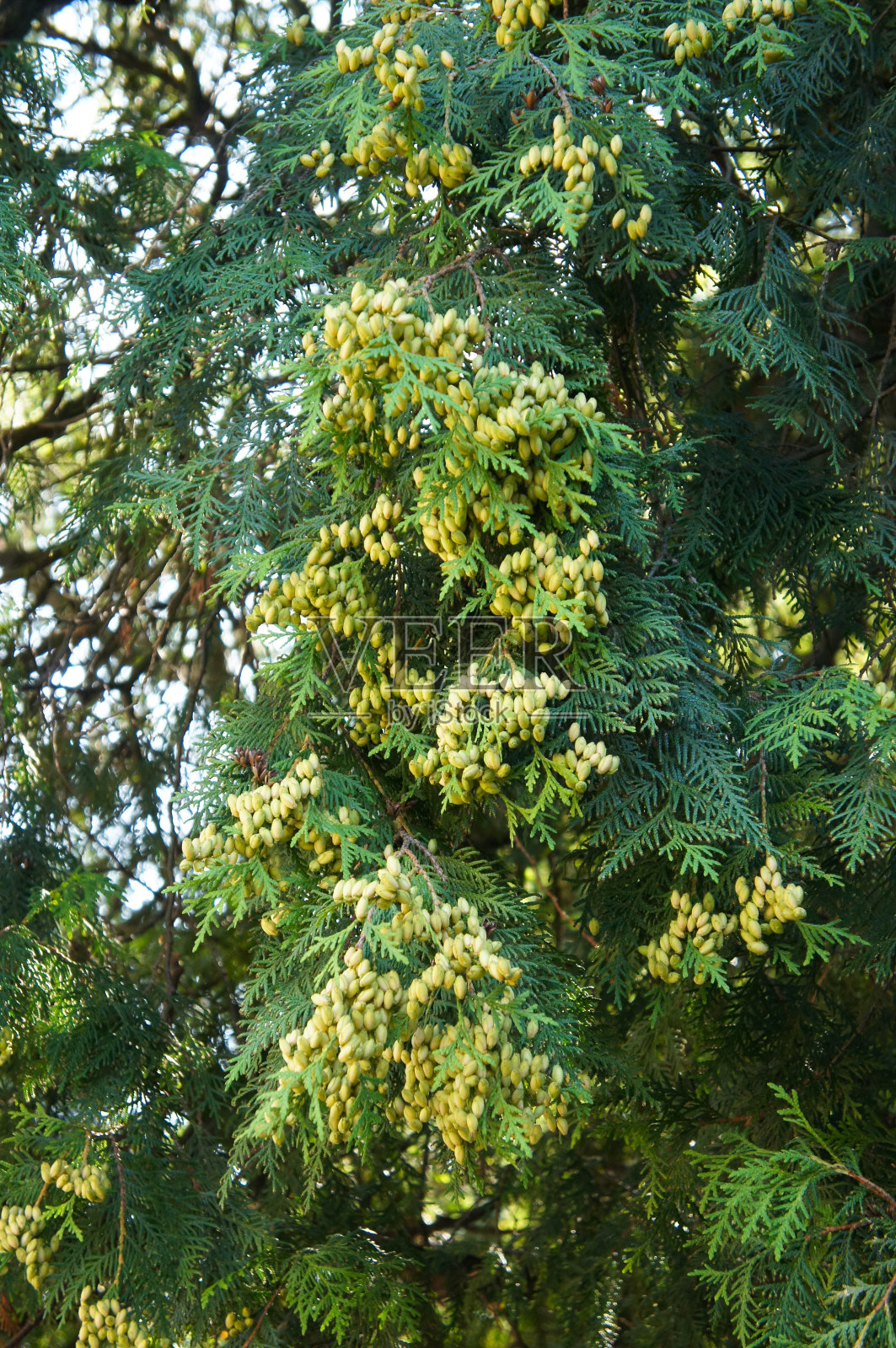 柏树或柏树绿色植物,垂直照片摄影图片