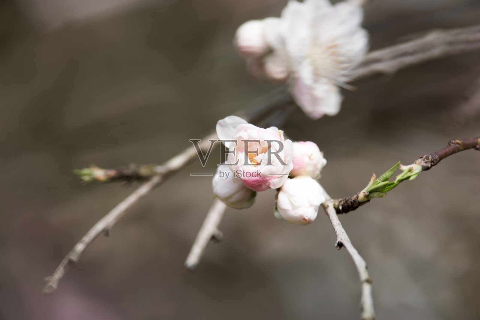 樱花照片摄影图片