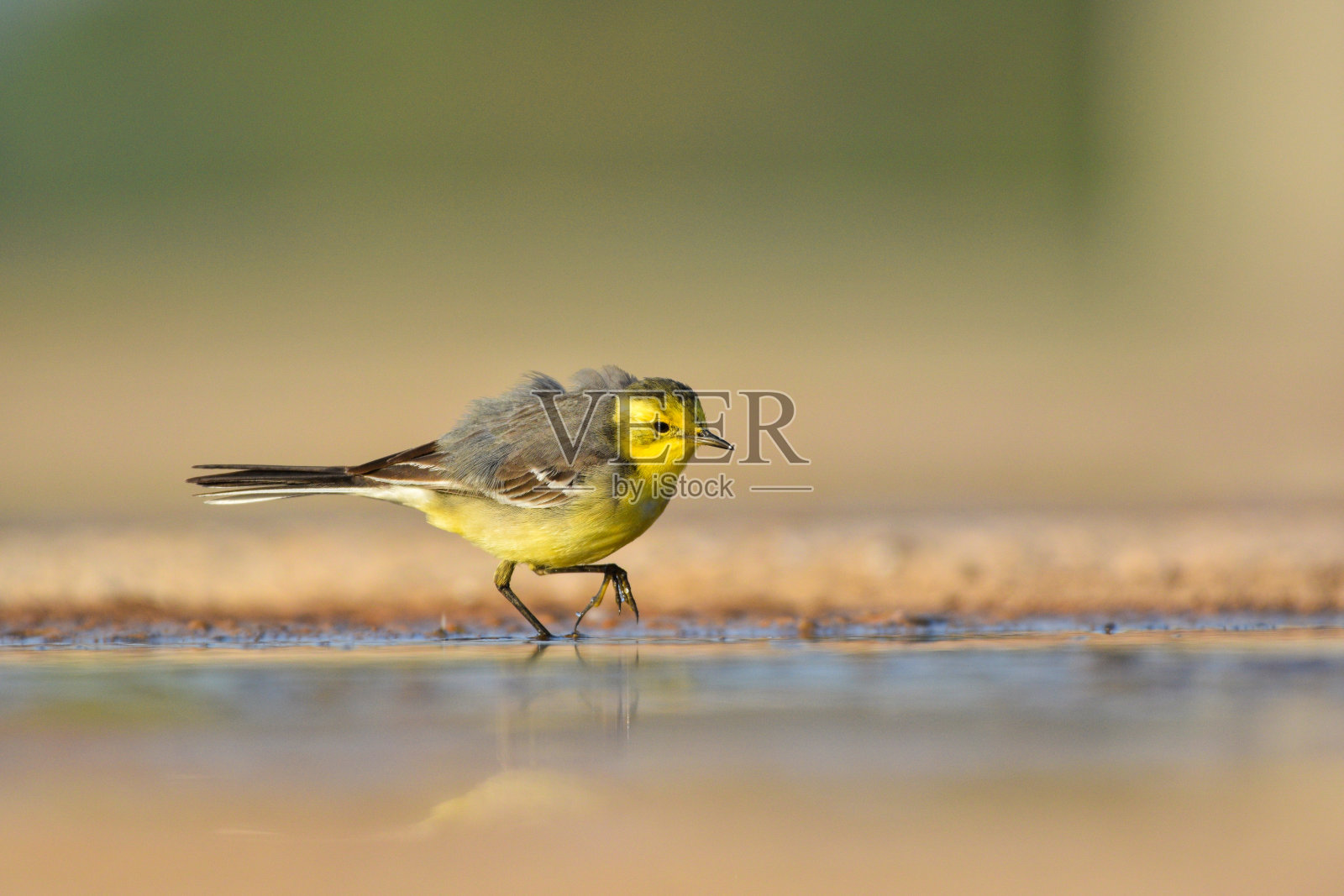 黄色鹡鸰照片摄影图片