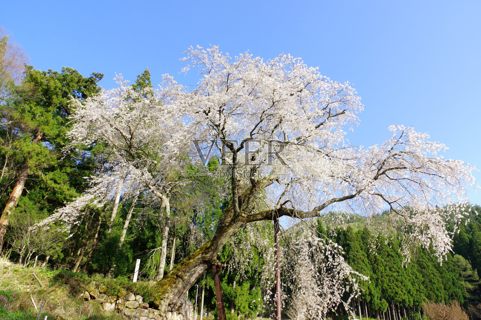 阿川康农哭泣樱桃照片摄影图片