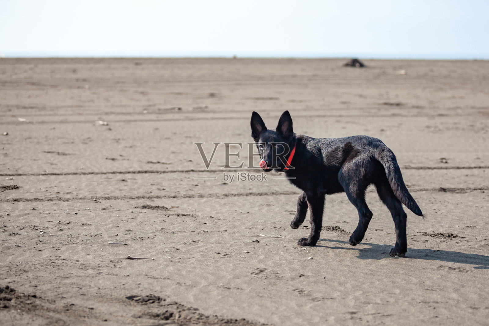黑沙滩上黑色德国牧羊犬的肖像照片摄影图片
