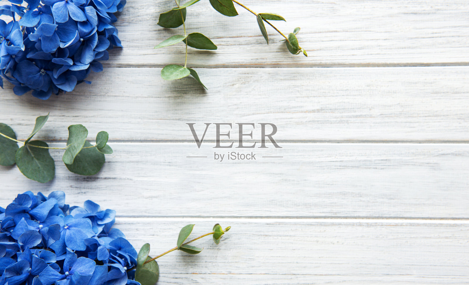 蓝色绣球花花照片摄影图片