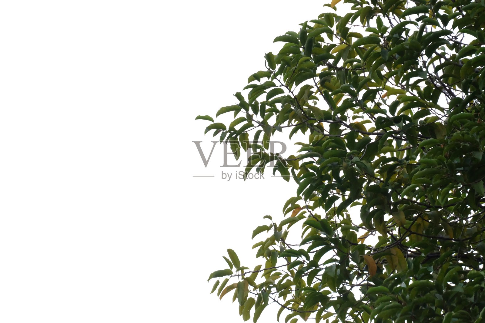 热带树叶在白色孤立的背景为绿色树叶的背景照片摄影图片