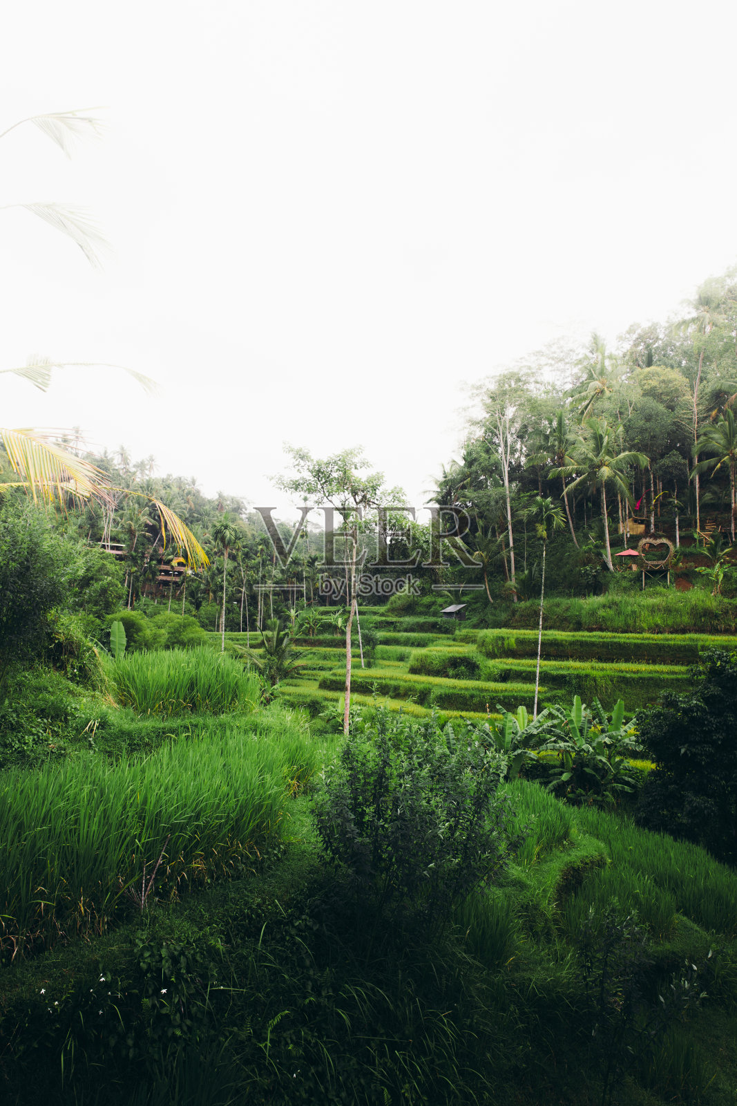 在印度尼西亚巴厘岛的Tegallalang梯田上,阳光明媚的夏日照片摄影图片