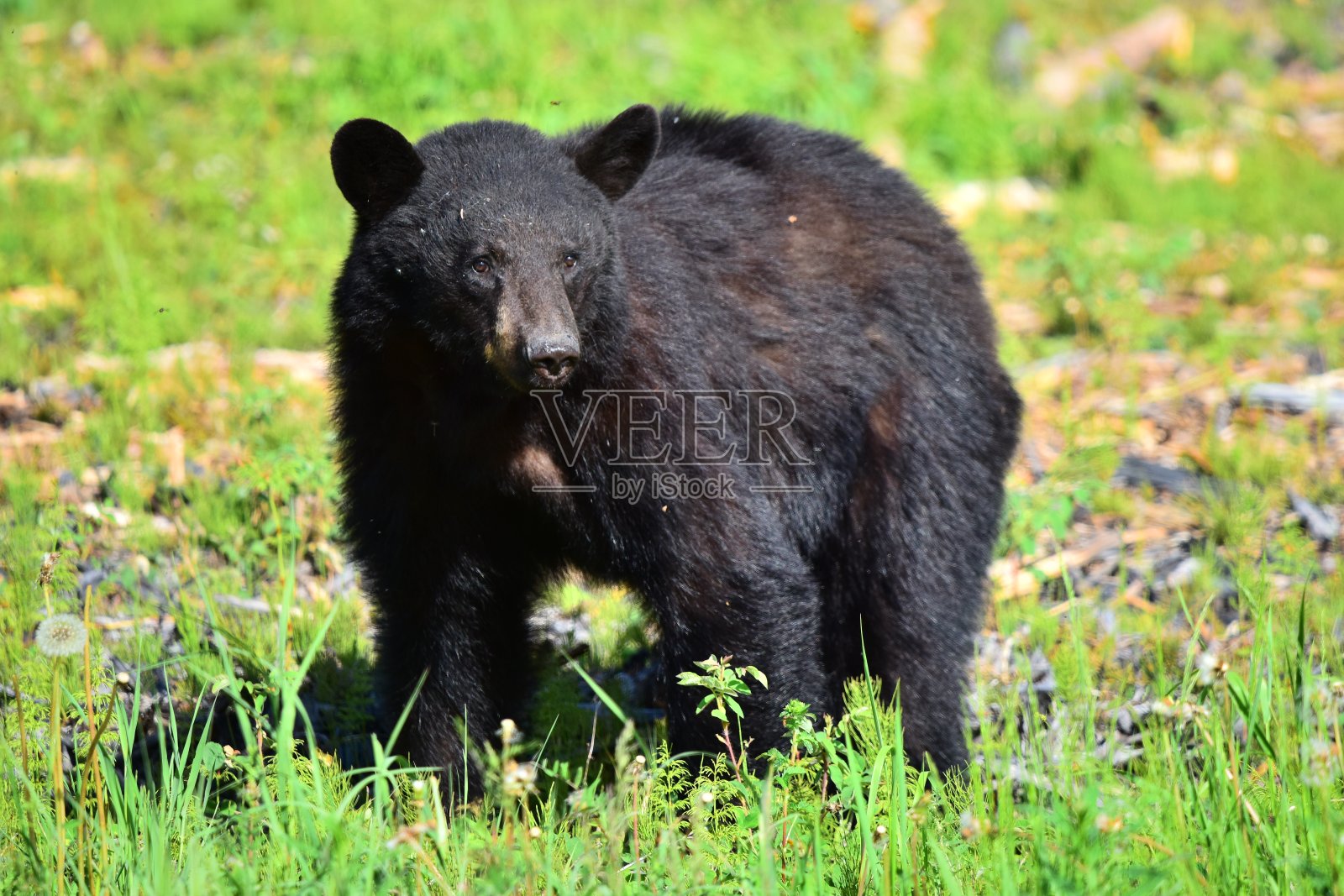 黑熊照片摄影图片