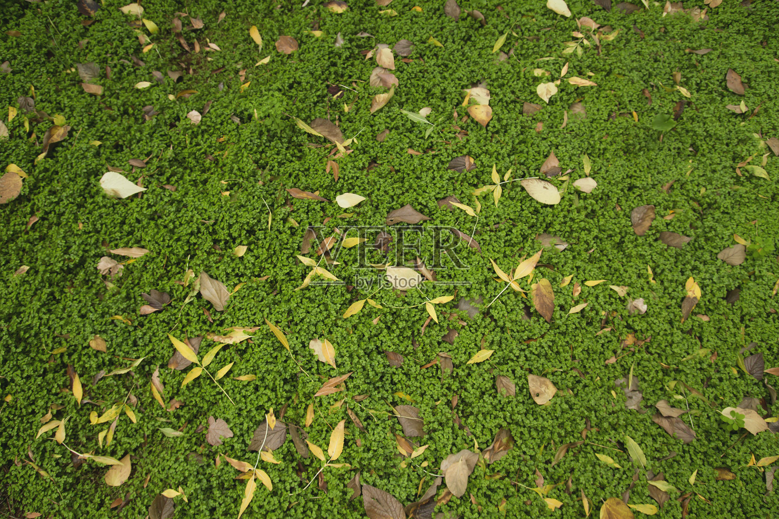 落叶落在绿草上照片摄影图片