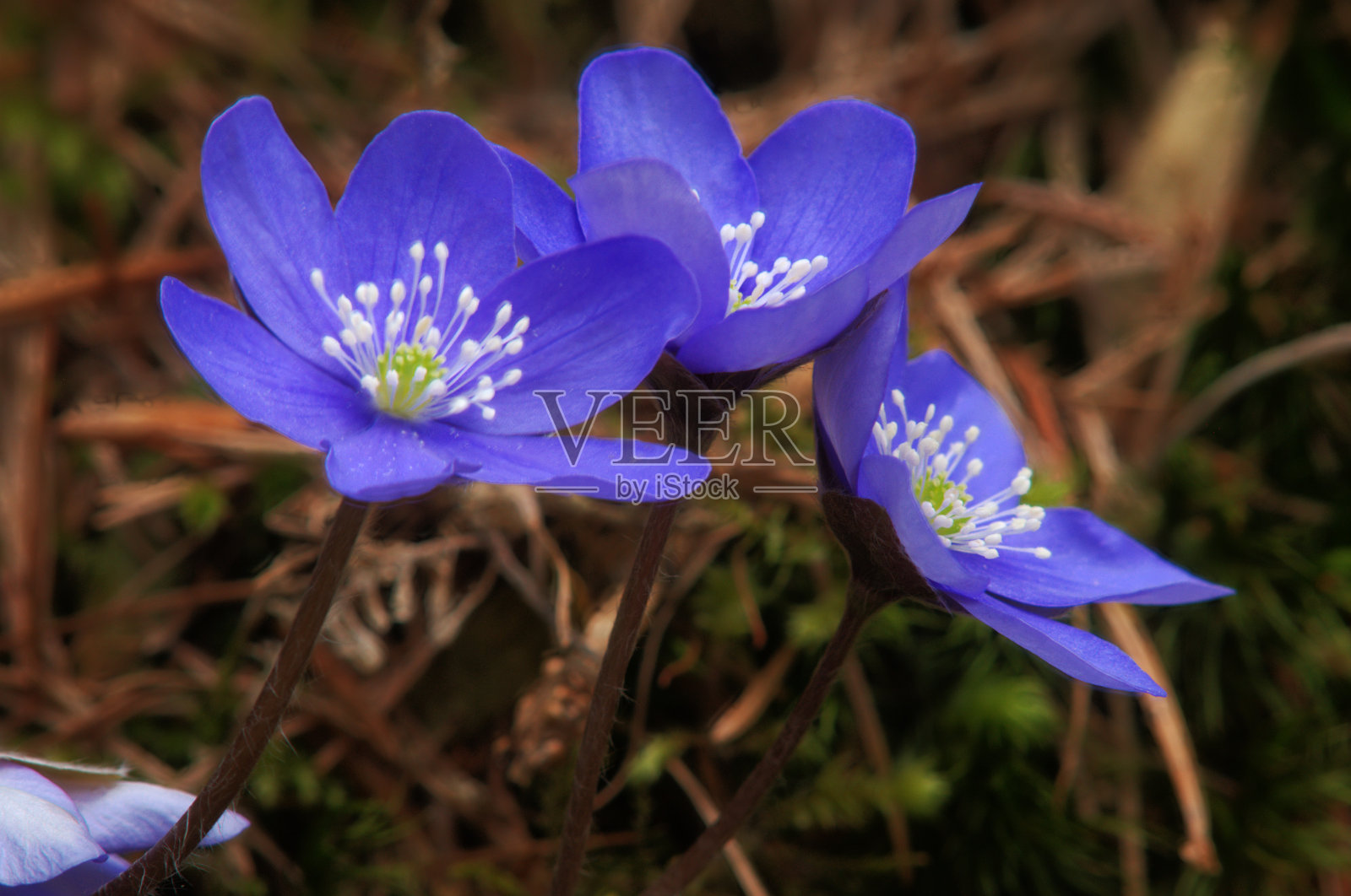 银莲花属植物;沃伦施塔特附近瑞士林地中的苔类植物照片摄影图片