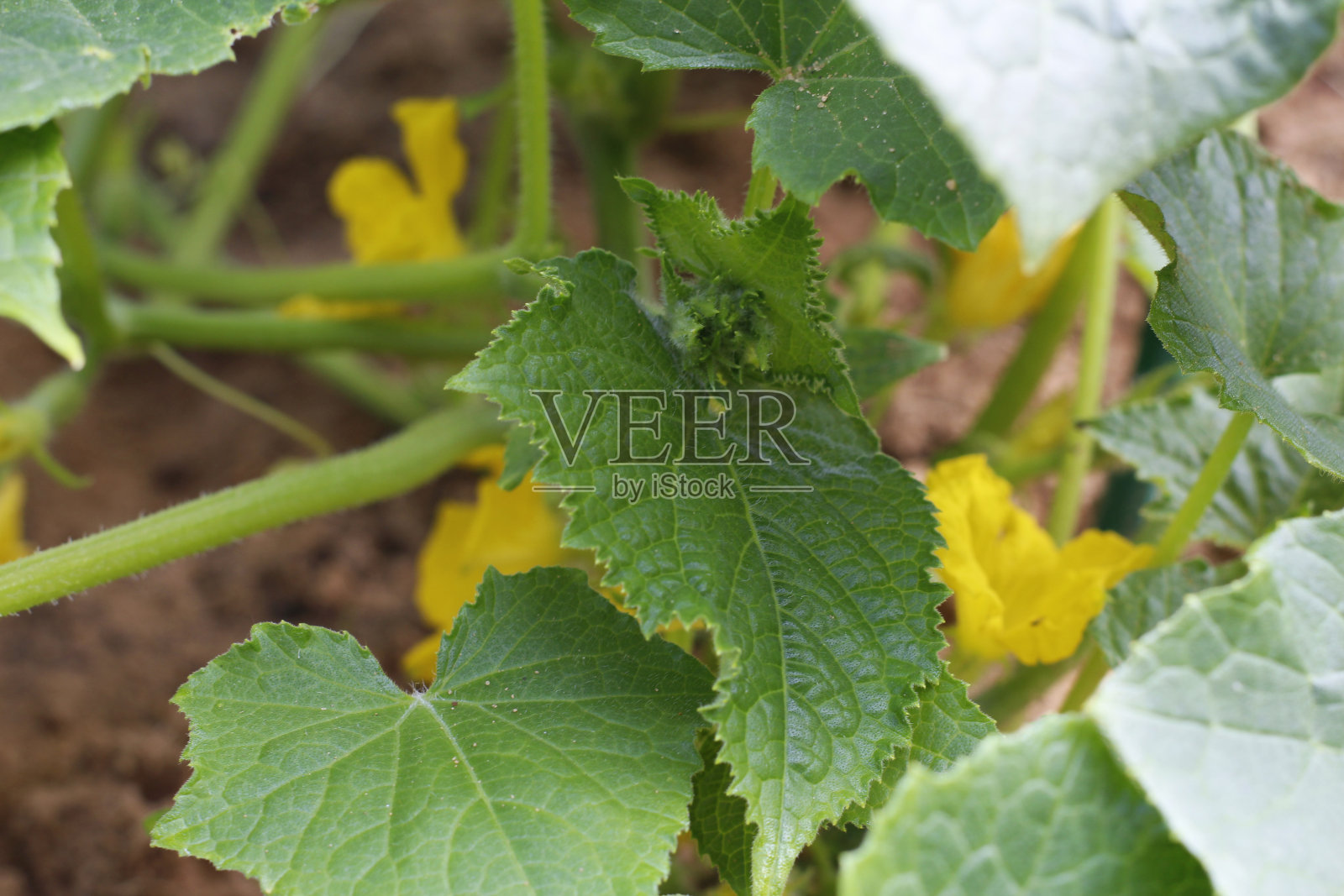 黄瓜生长在露天地里。照片摄影图片