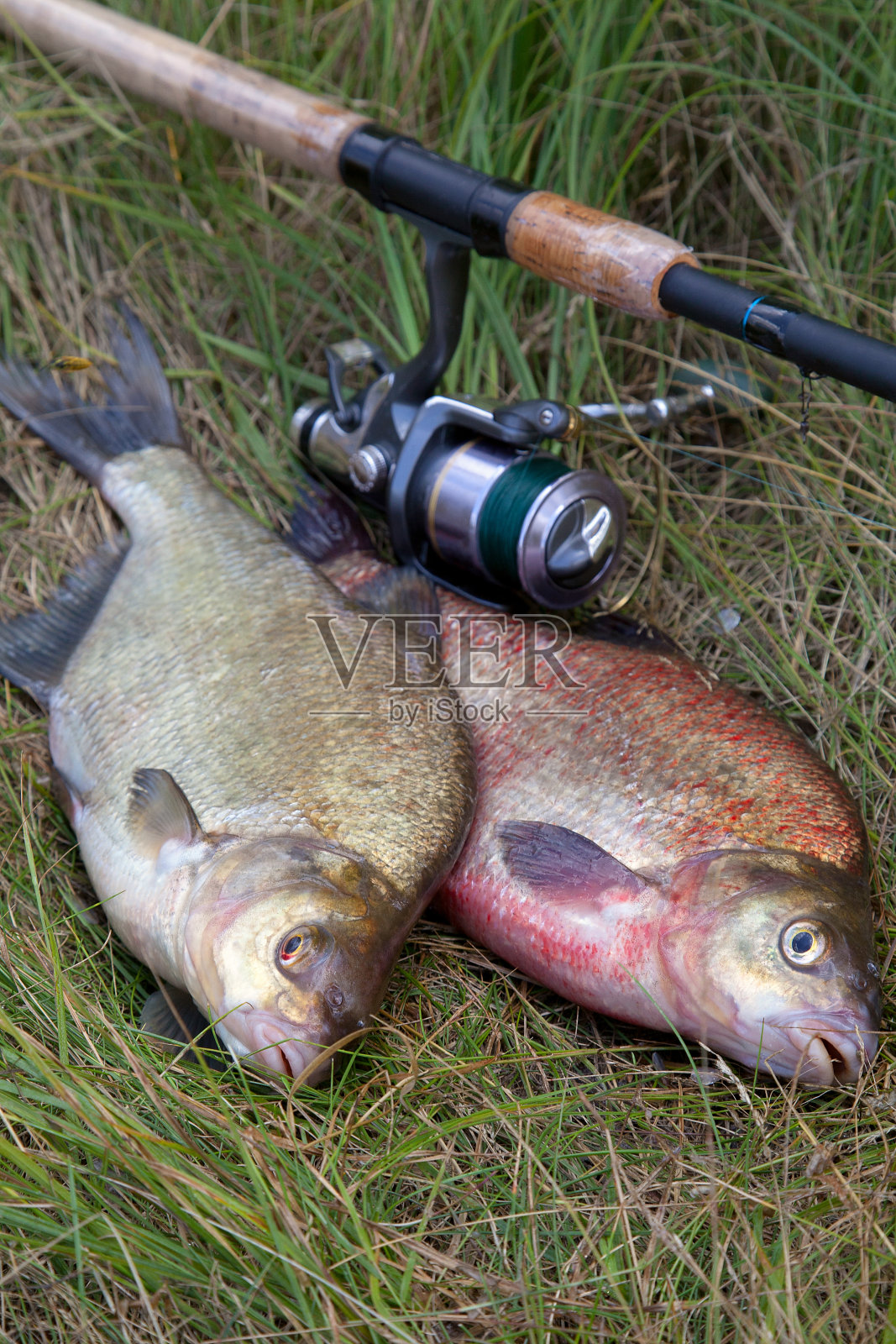 两大淡水普通鲷鱼和鱼竿与卷轴在自然背景。照片摄影图片