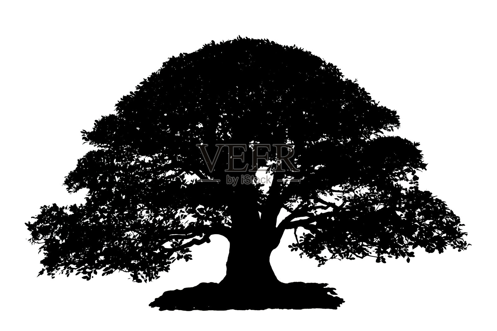 盆景树孤立的白色背景照片摄影图片