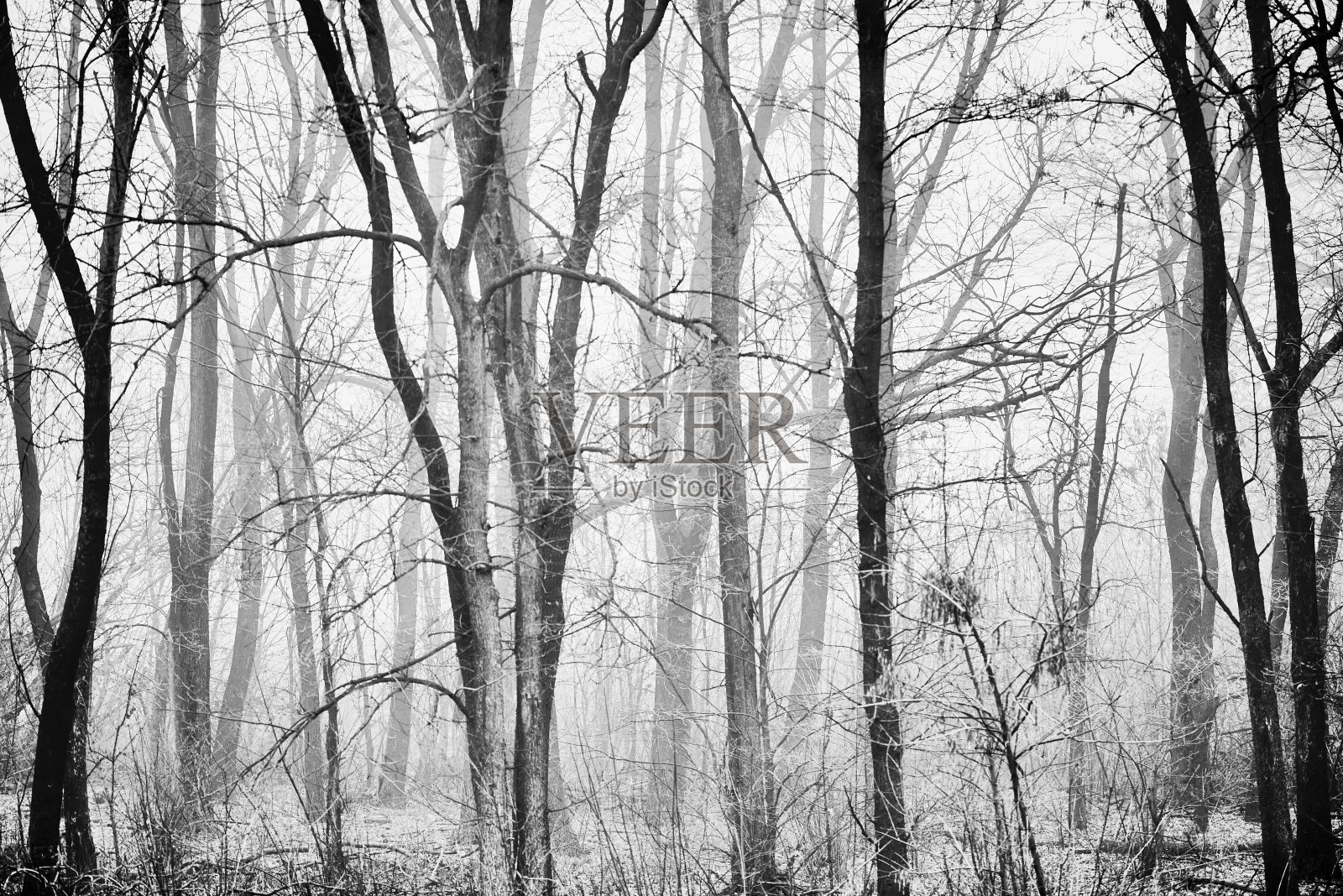 森林里冬天的阴影照片摄影图片