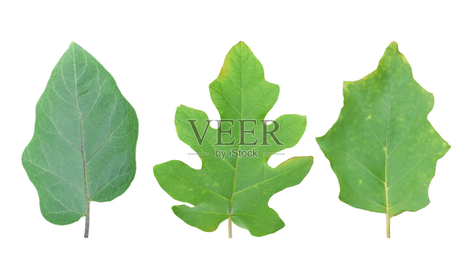 一组茄子叶孤立在白色背景上。对象与剪切路径..照片摄影图片