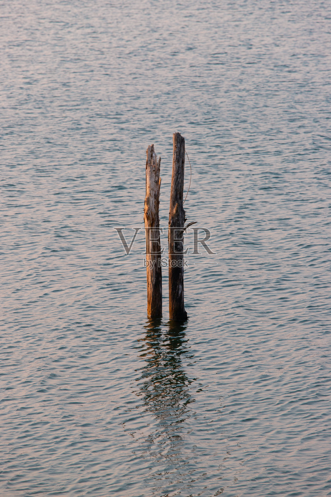 树跺照片摄影图片