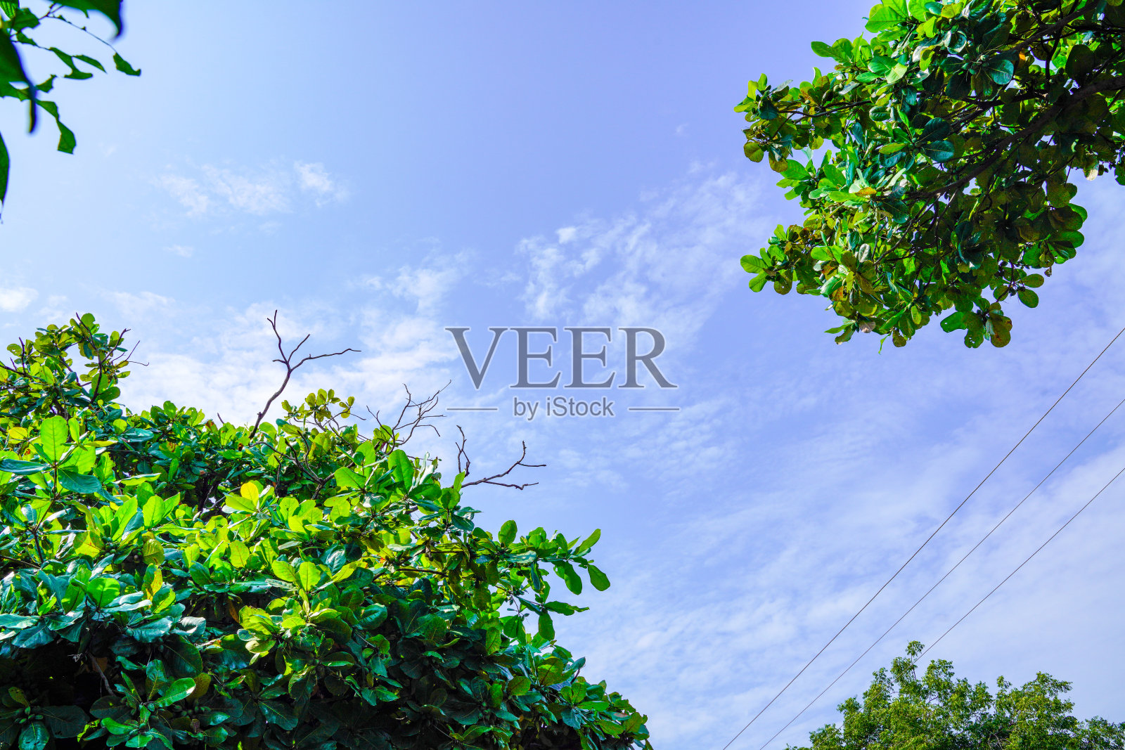 树枝上绿色的叶子照片摄影图片