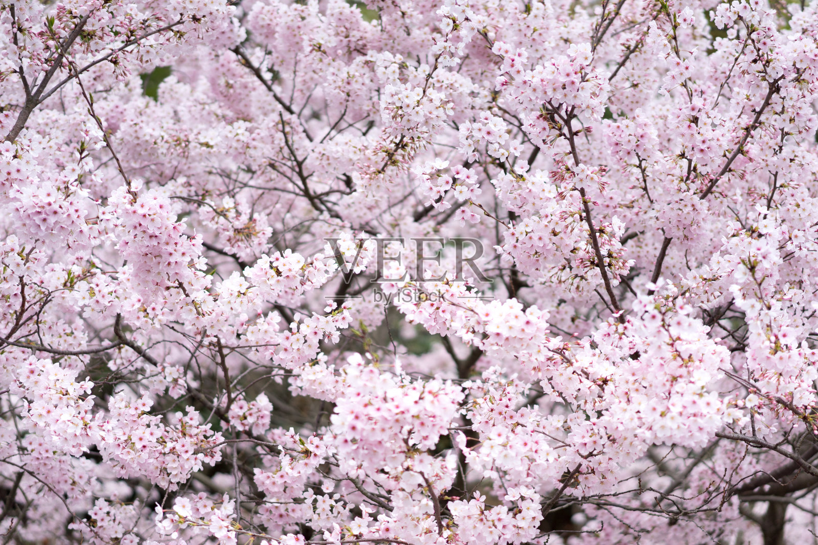 樱花盛开(佐井吉野)照片摄影图片