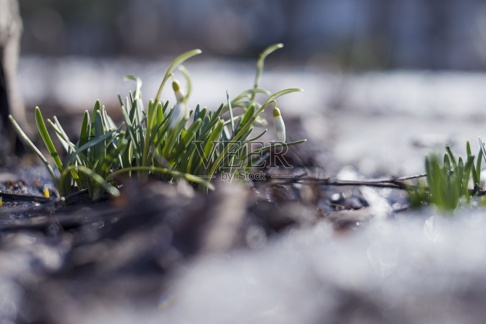 春天森林里娇嫩的雪花莲照片摄影图片
