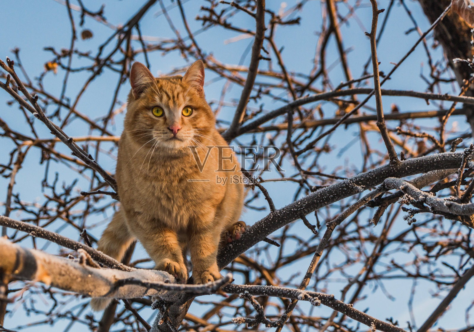 一只漂亮的亮红色的猫,黄色的眼睛和粉红色的鼻子,在冬天白雪和霜冻的树上照片摄影图片