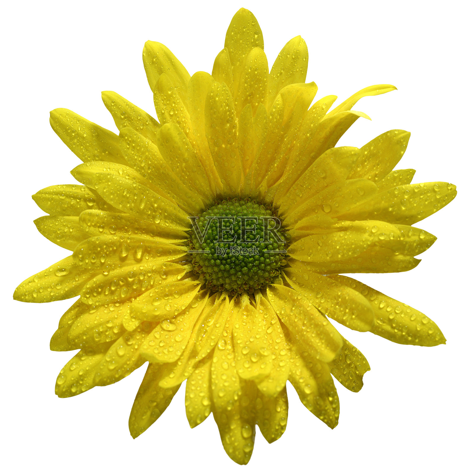 黄色的雏菊照片摄影图片