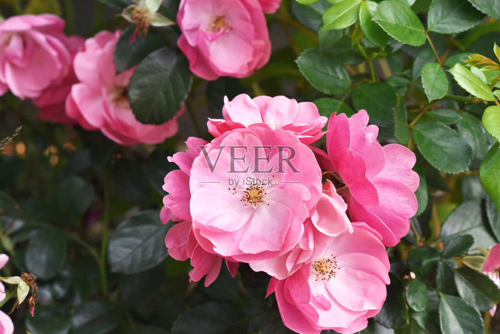 夏天娇嫩的玫瑰在花园里绽放,玫瑰的花朵盛开成灌木照片摄影图片