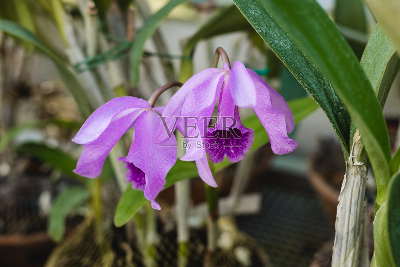 紫色兰花孤立在模糊的背景上。蝴蝶兰属花照片摄影图片