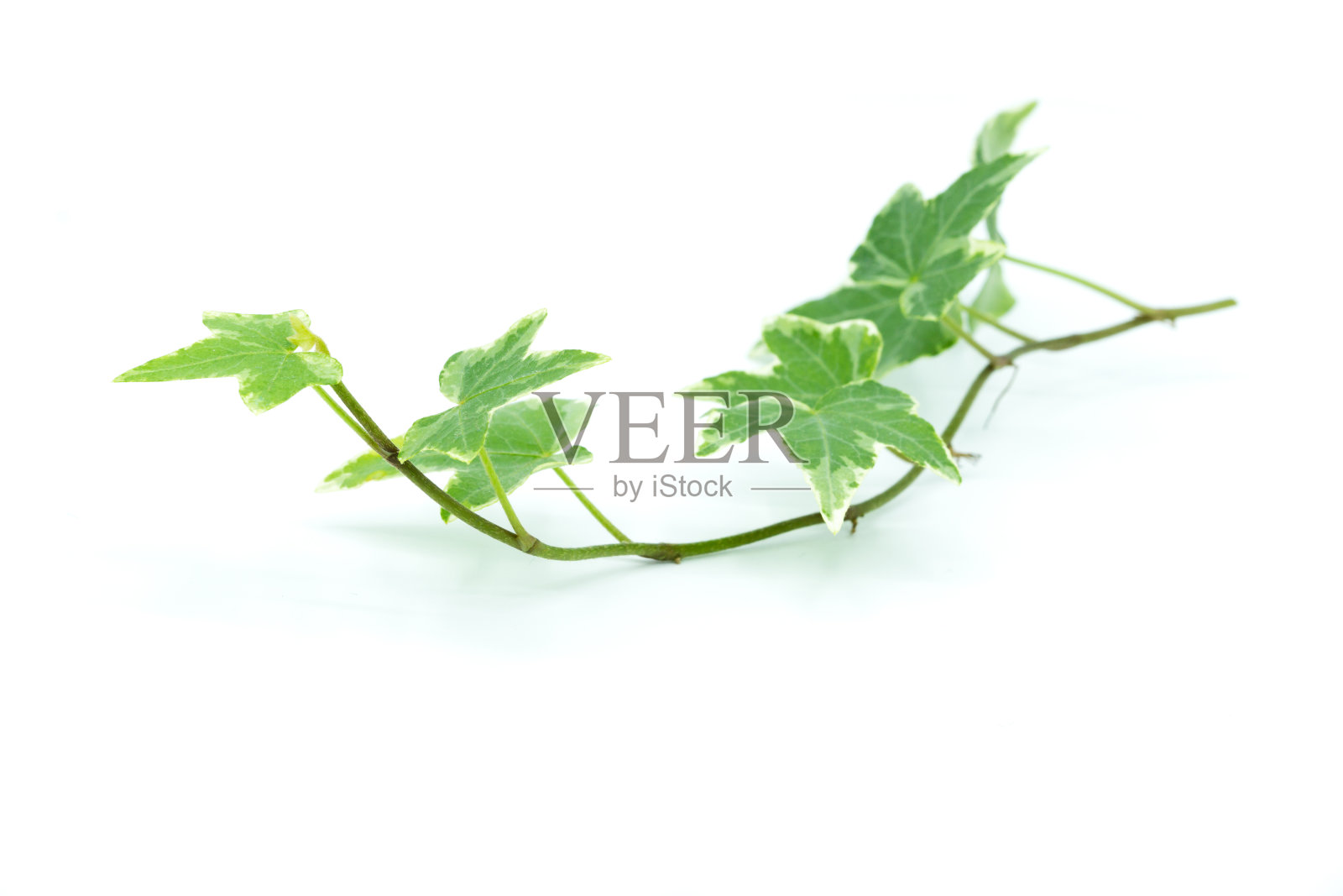 在白色背景上孤立的常青藤枝照片摄影图片