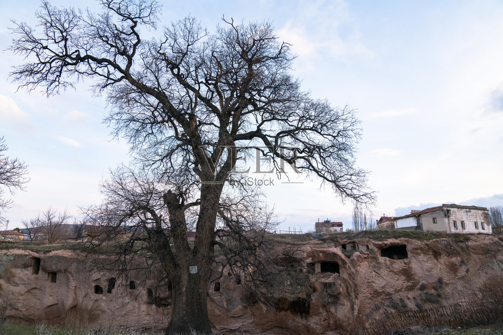 巨大的老树/ Nigde照片摄影图片