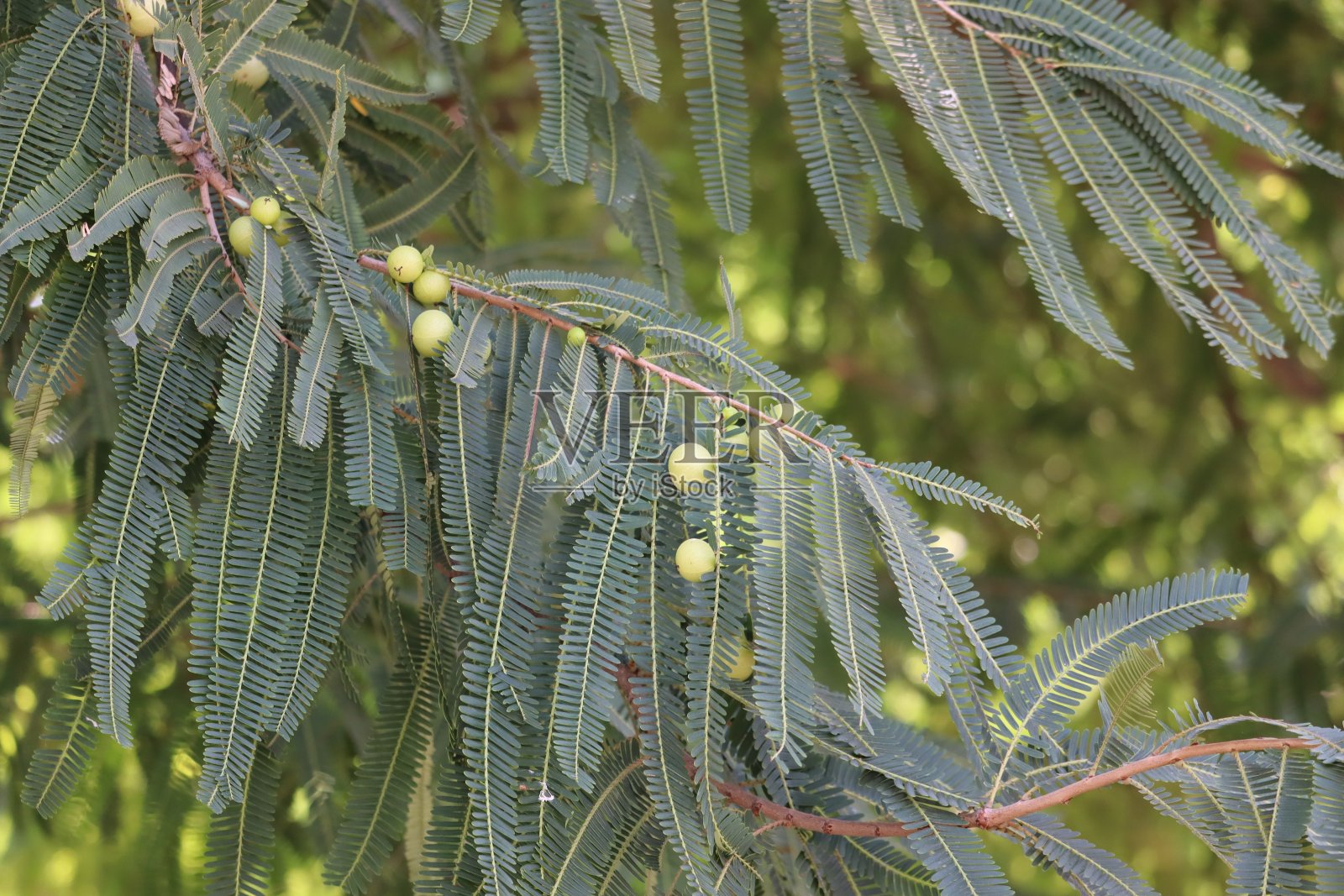 醋栗照片摄影图片