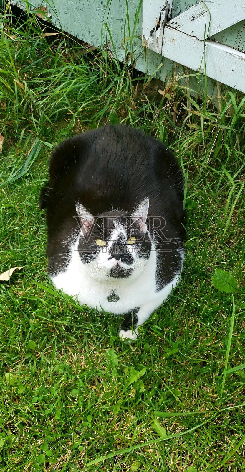 猫照片摄影图片