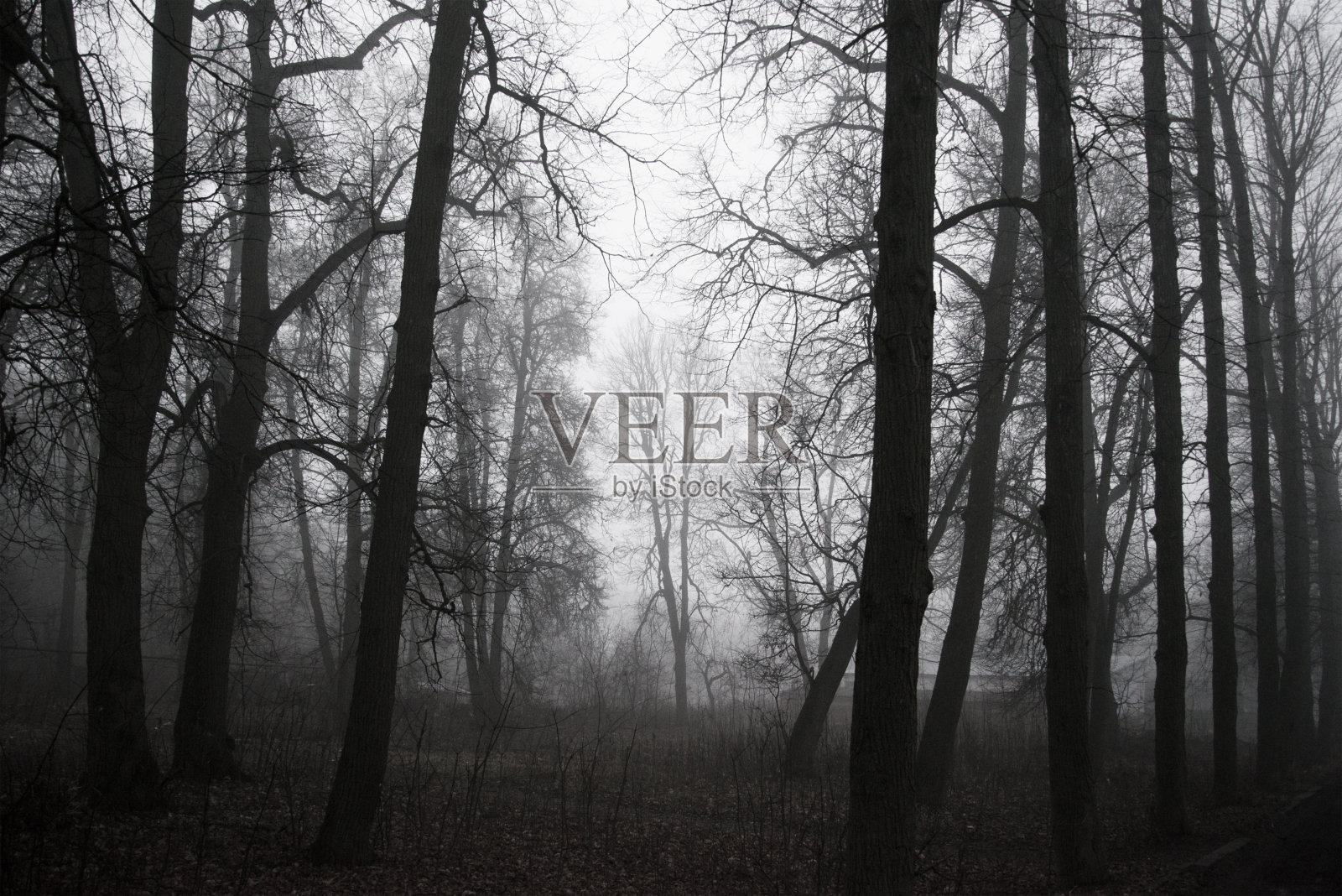 雾蒙蒙的森林里没有叶子的树照片摄影图片