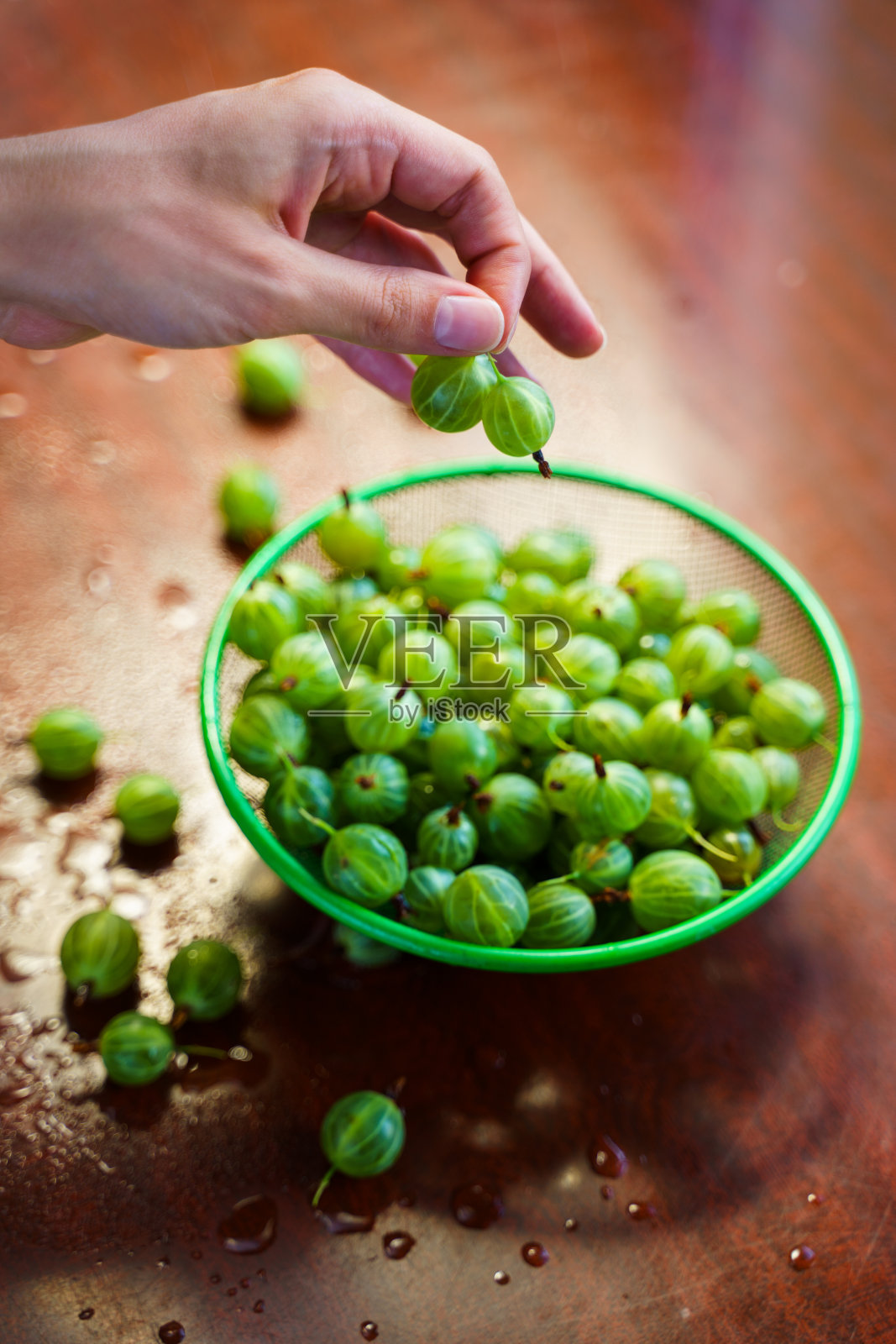 手中的浆果:绿色醋栗照片摄影图片
